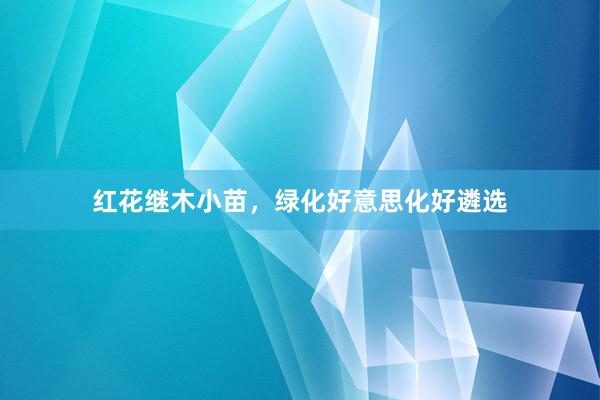 红花继木小苗，绿化好意思化好遴选